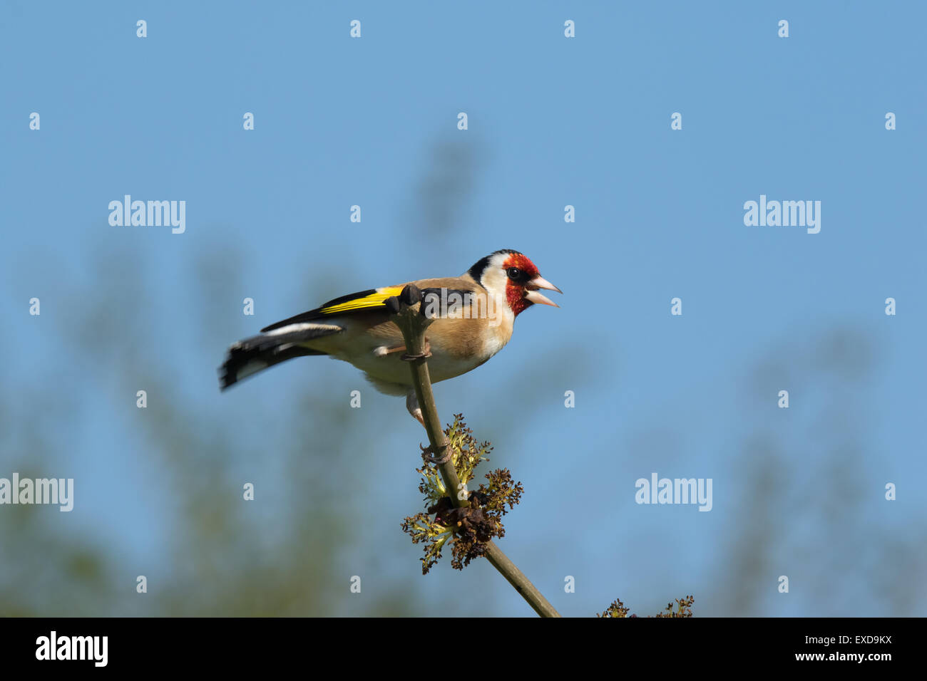 Europäische Goldfinch Zuchtjahr Zuchtjahr Männchen in der Zucht Gefieder thront Stockfoto