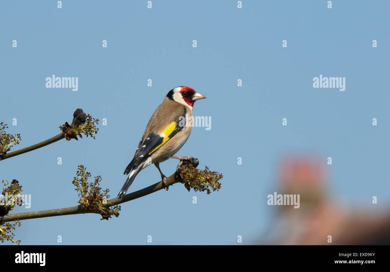 Europäische Goldfinch Zuchtjahr Zuchtjahr thront Männchen in der Zucht Gefieder Stockfoto