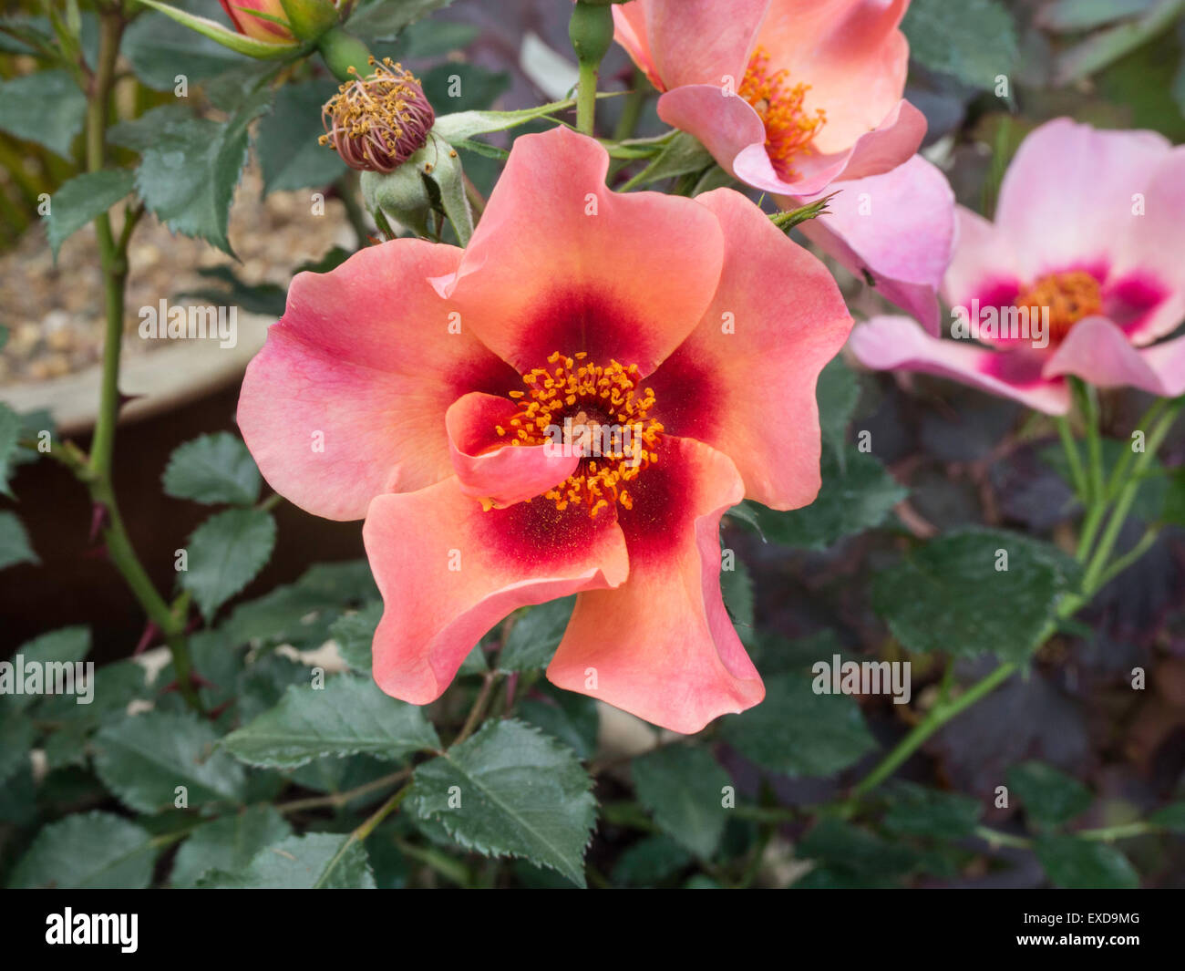 "For Your Eyes Only" Blume Rose Stockfoto