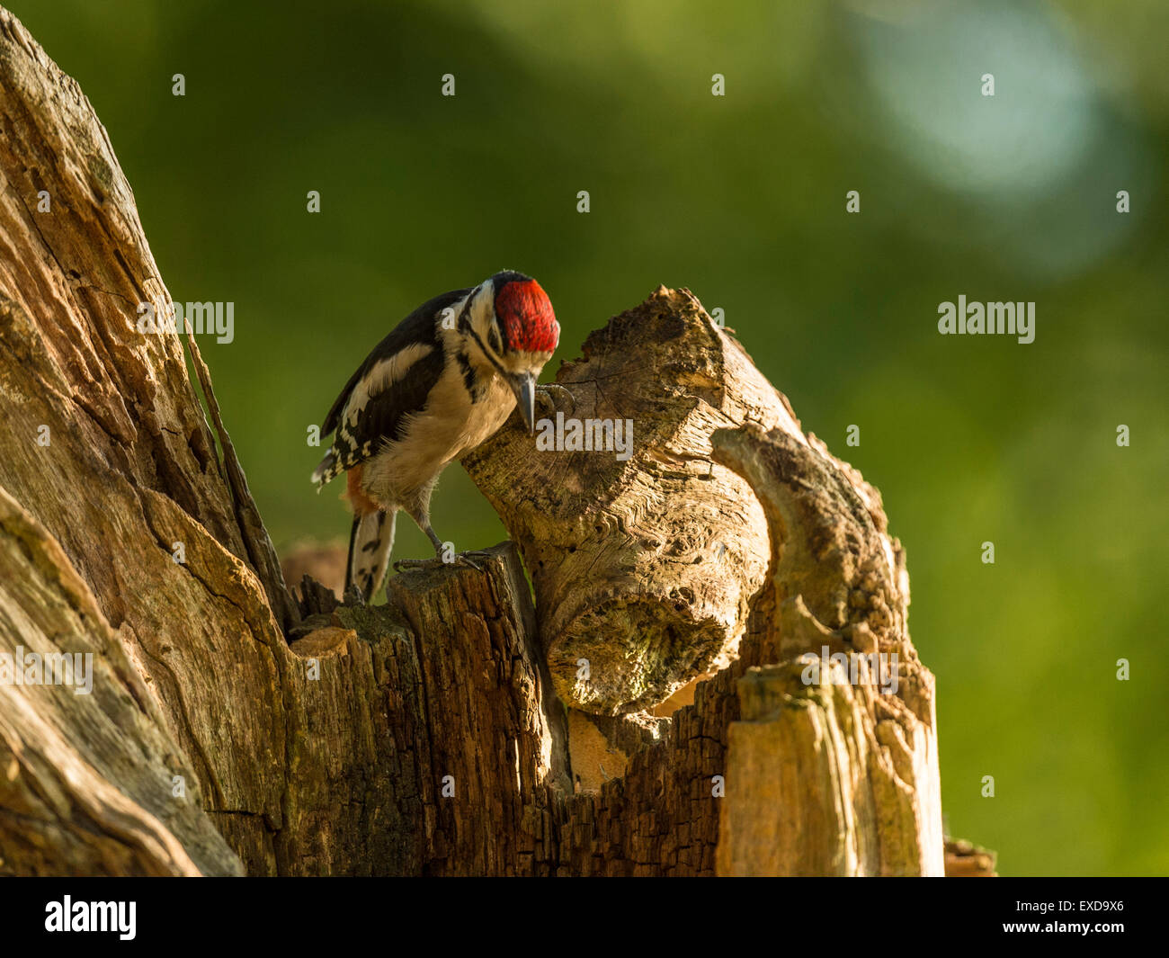 Juvenile Buntspecht dargestellt thront auf einem alten verfallenen hölzernen Baumstumpf. Blick nach unten. Stockfoto