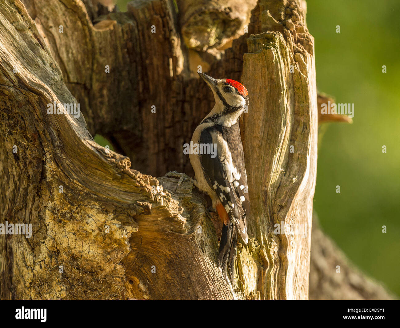 Juvenile Buntspecht dargestellt thront auf einem alten verfallenen hölzernen Baumstumpf. Blick nach oben. Stockfoto