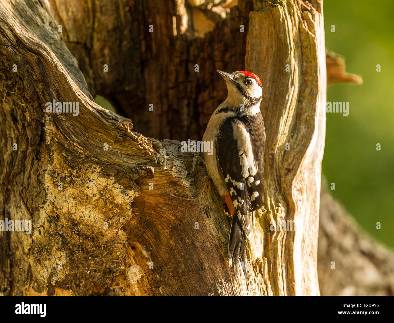 Juvenile Buntspecht dargestellt thront auf einem alten verfallenen hölzernen Baumstumpf. Blick nach oben. Stockfoto