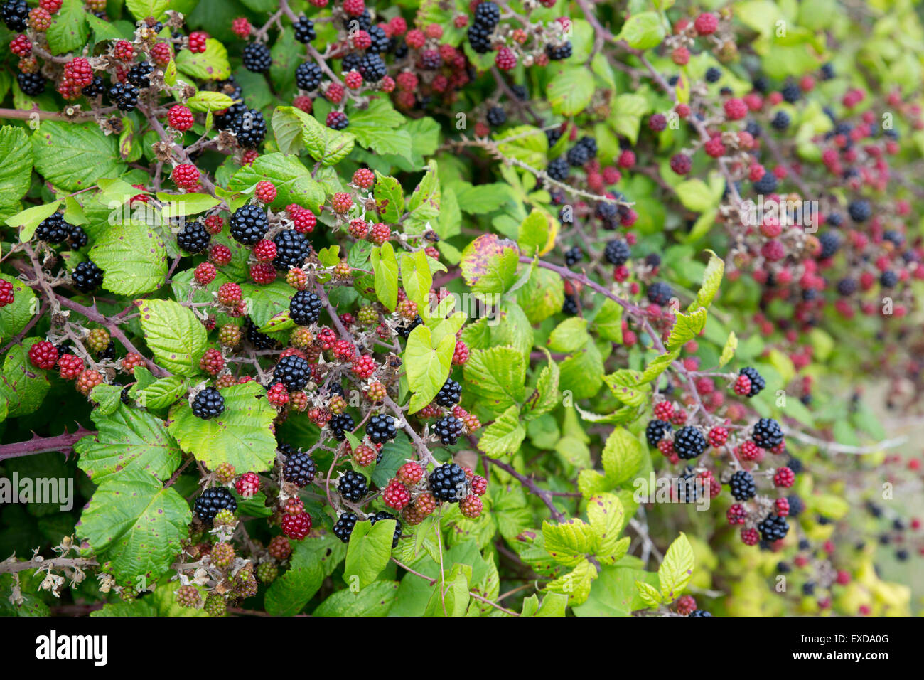 Brombeeren; Rubus Fruticosus Obst; Herbst; UK Stockfoto