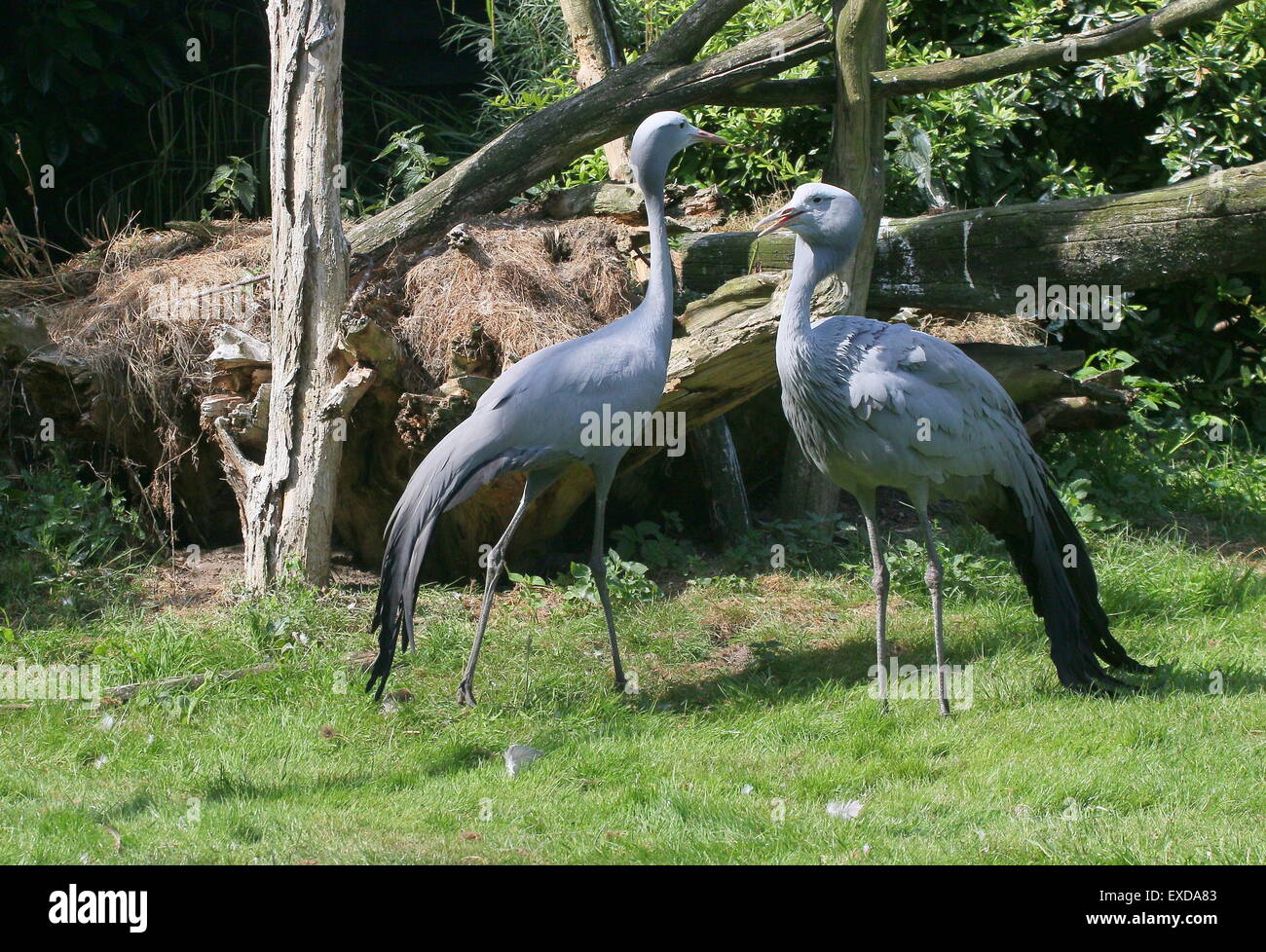 Paar von South African Blue Kraniche (Grus Paradisea, Anthropoides Paradisea), auch bekannt als Paradies oder Stanley Kran Stockfoto