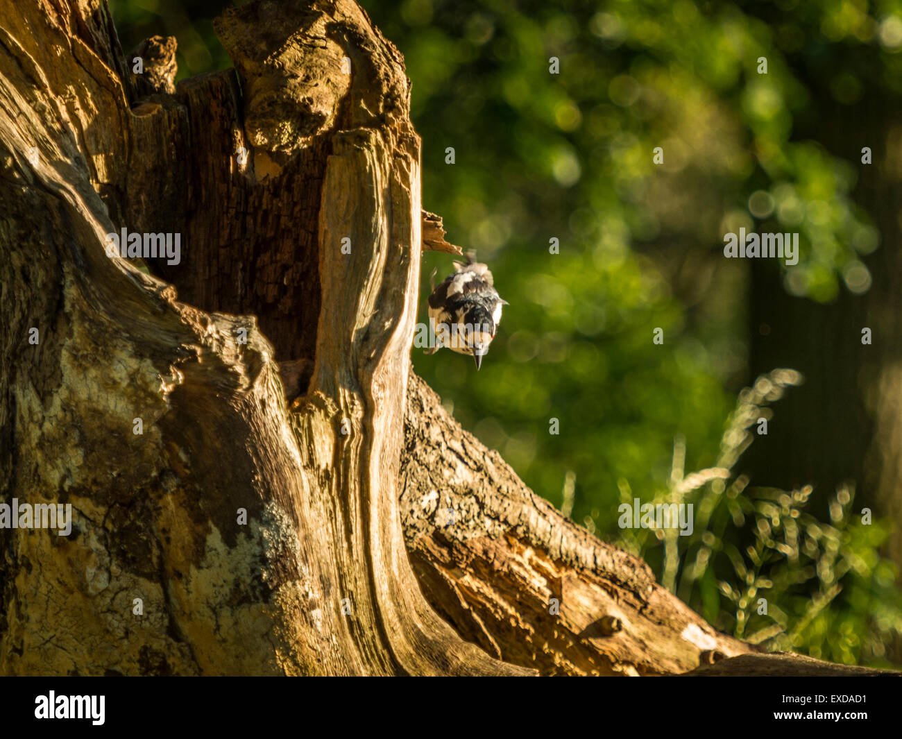 Einzigen weiblichen Buntspecht Nahrungssuche in natürlichen Wäldern ländlicher Umgebung. "Fallen aus einem Zweig" Stockfoto