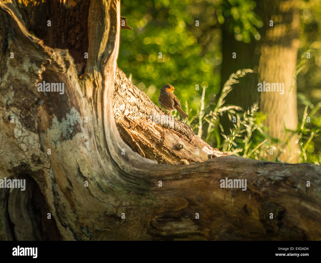 Rotkehlchen auf einer alten verfallenen hölzernen Baumstumpf, posieren in frühen Abend Sonnenlicht getaucht. Stockfoto