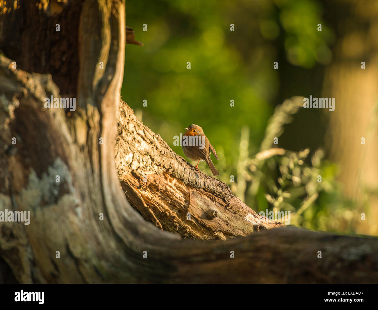 Rotkehlchen auf einer alten verfallenen hölzernen Baumstumpf, posieren in frühen Abend Sonnenlicht getaucht. Stockfoto