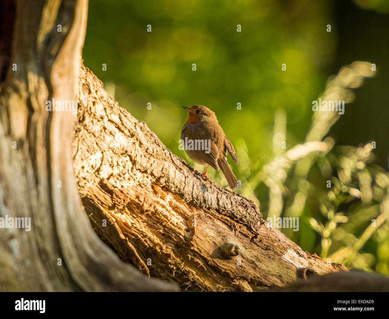 Rotkehlchen auf einer alten verfallenen hölzernen Baumstumpf, posieren in frühen Abend Sonnenlicht getaucht. Stockfoto