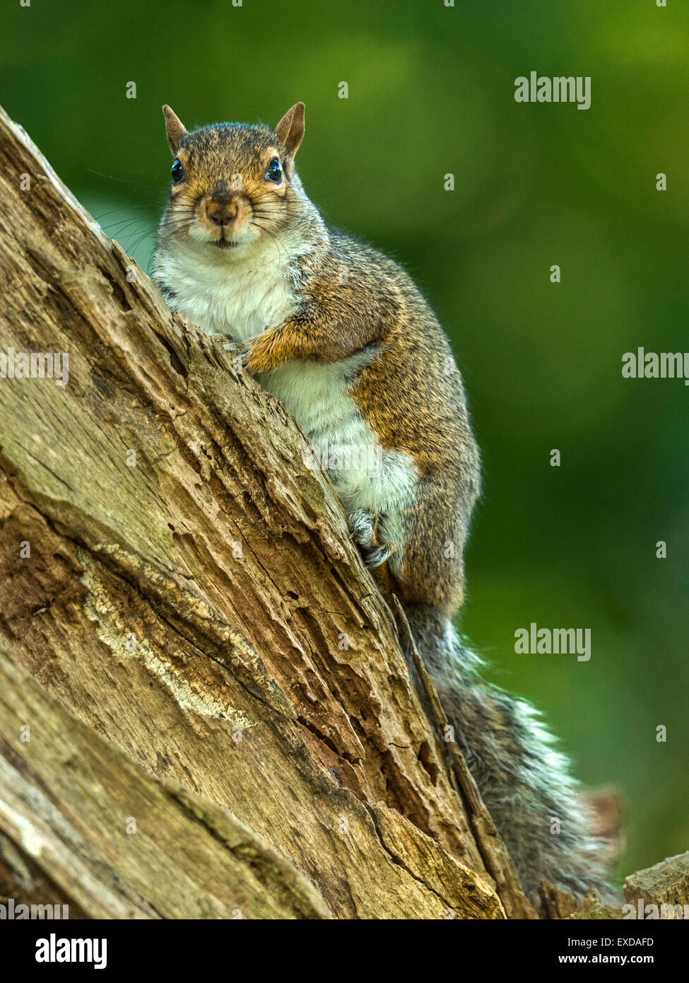Einzelne graue Eichhörnchen dargestellt posieren auf einem alten verfallenen Holzscheit. Stockfoto