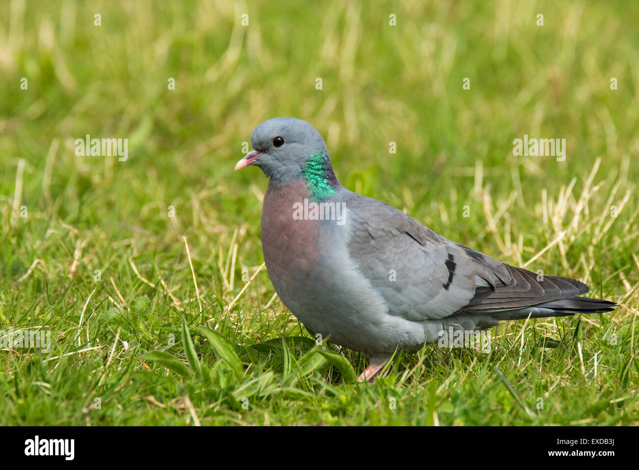 Hohltaube Columba Oenas Erwachsenen auf dem Boden Stockfoto