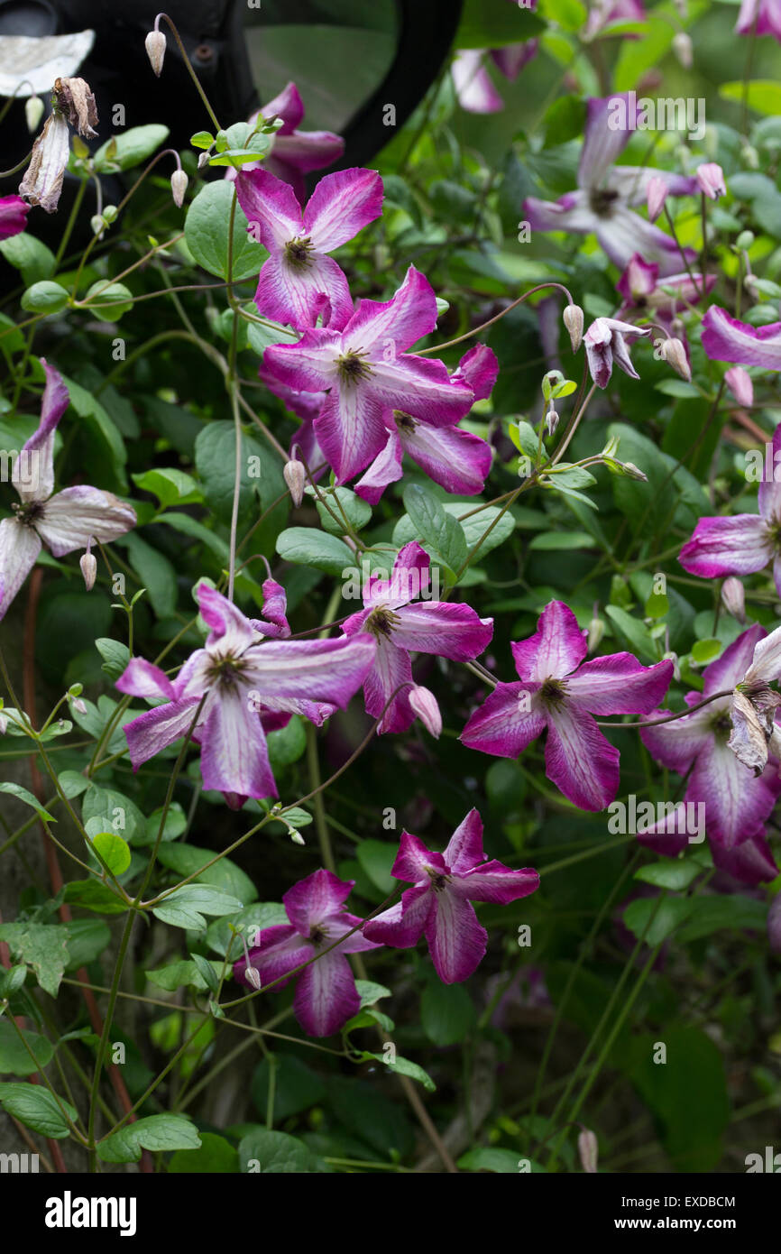 Blumen von Hardy, Juli bis September blühende Kletterpflanze, Clematis Viticella 'Minuet' Stockfoto
