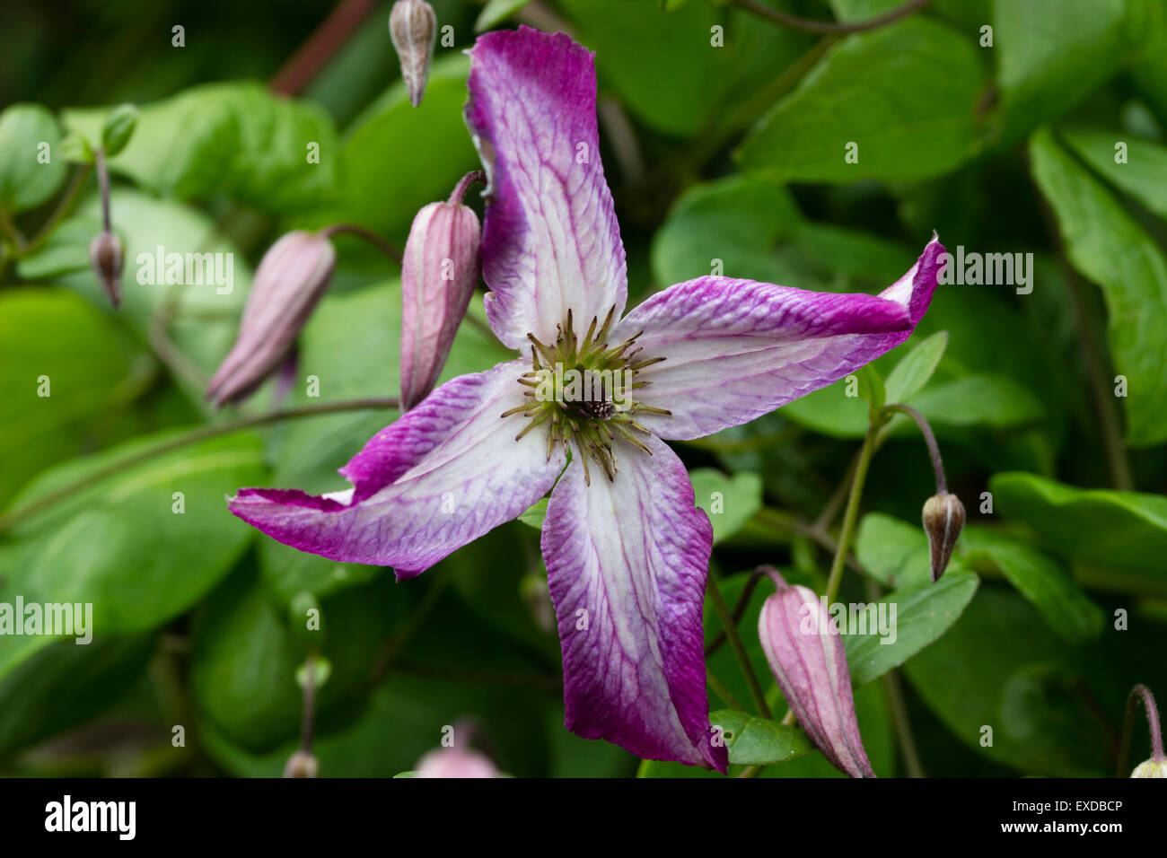 Blume von Hardy, Juli bis September blühende Kletterpflanze, Clematis Viticella 'Minuet' Stockfoto