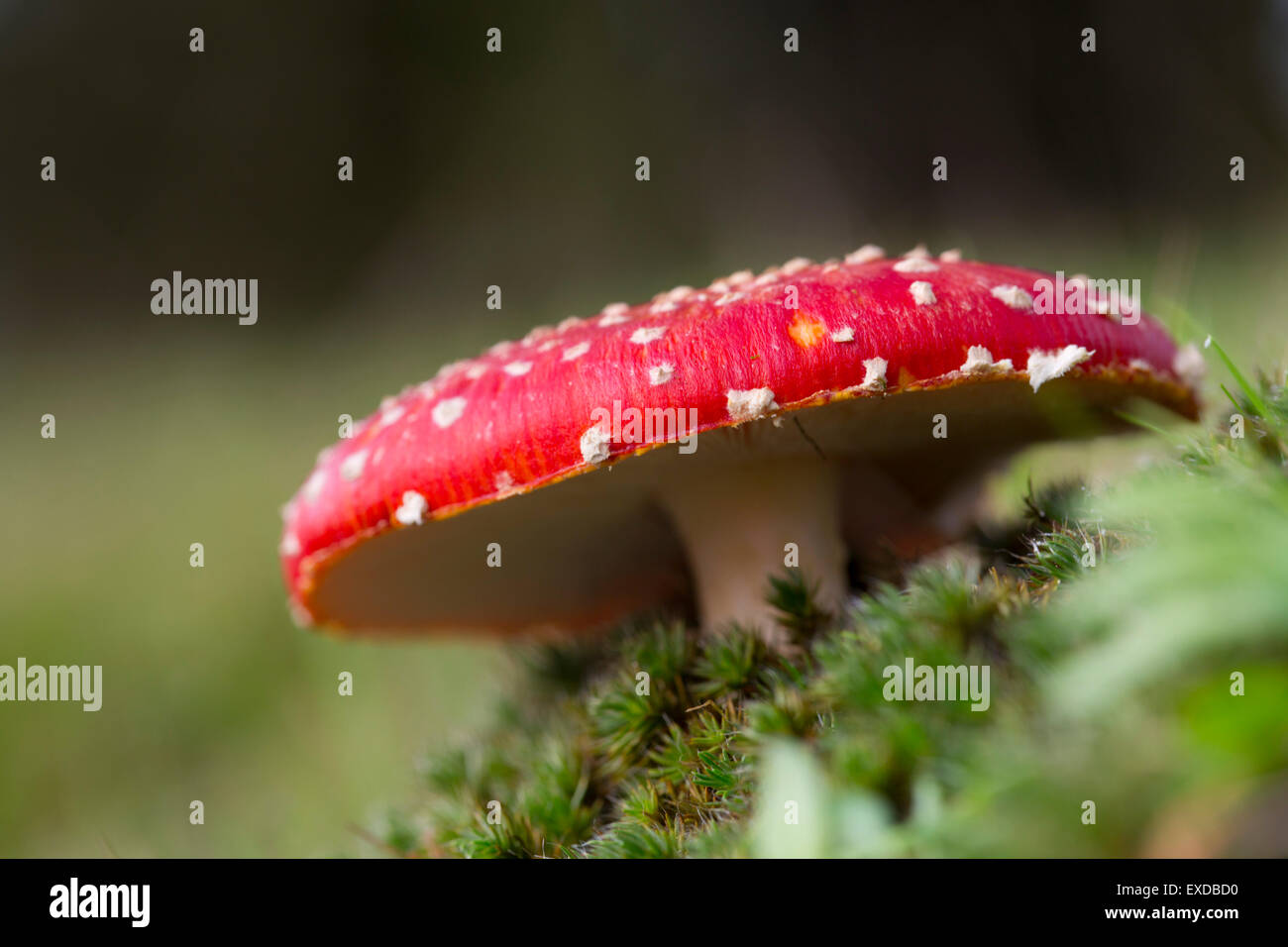 Fliegenpilz Pilz; Amanita Muscaria Herbst; Cornwall; UK Stockfoto