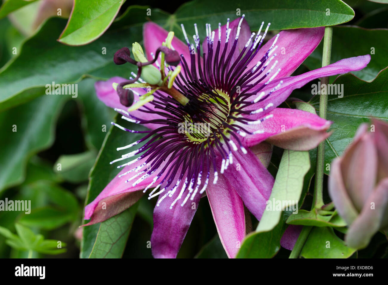 Komplizierte Blume des half-hardy Passionsblume, Passiflora x Caerulea Racemosa Stockfoto