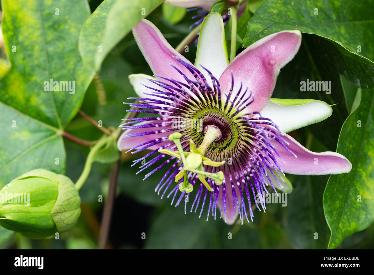 Passionsblume Berwintern So Gelingt Es Mein Schner Garten