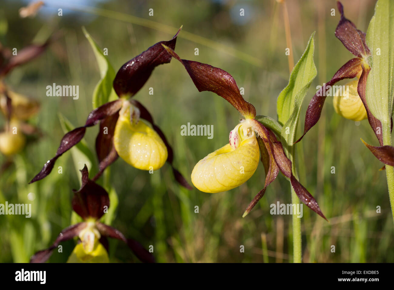 Frauenschuh Orchidee; Cypripedium Calceolus Cumbria; UK Stockfoto
