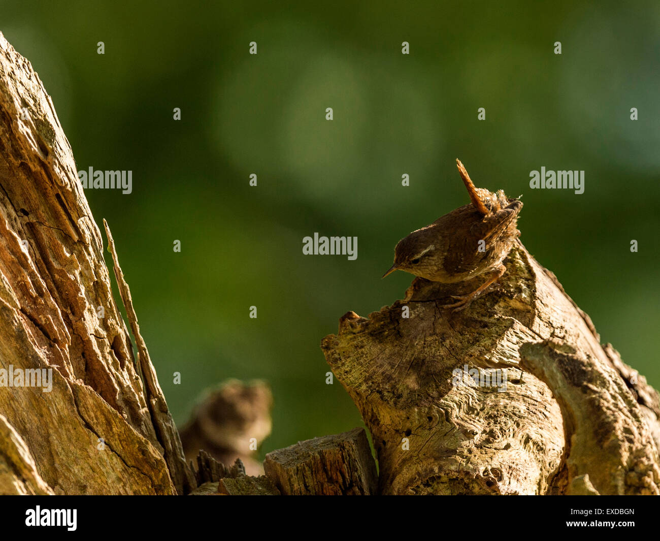 Britische Wren dargestellt posieren auf einer alten verfallenen hölzernen Baumstumpf, in frühen Abend Sonnenlicht getaucht. Stockfoto