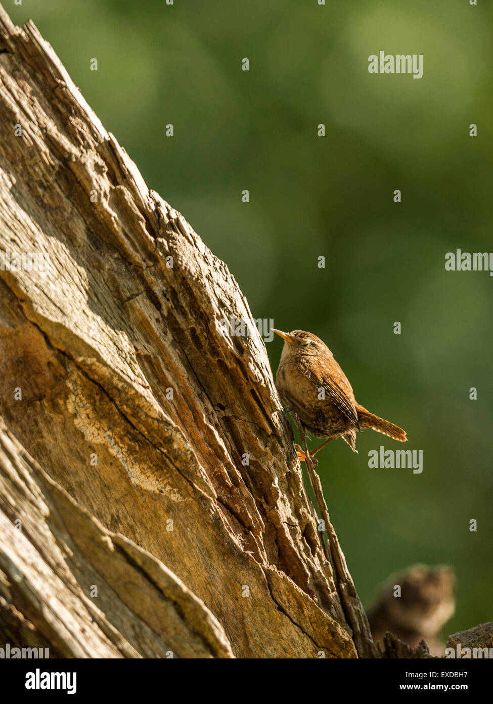 Britische Wren dargestellt posieren auf einer alten verfallenen hölzernen Baumstumpf, in frühen Abend Sonnenlicht getaucht. Stockfoto