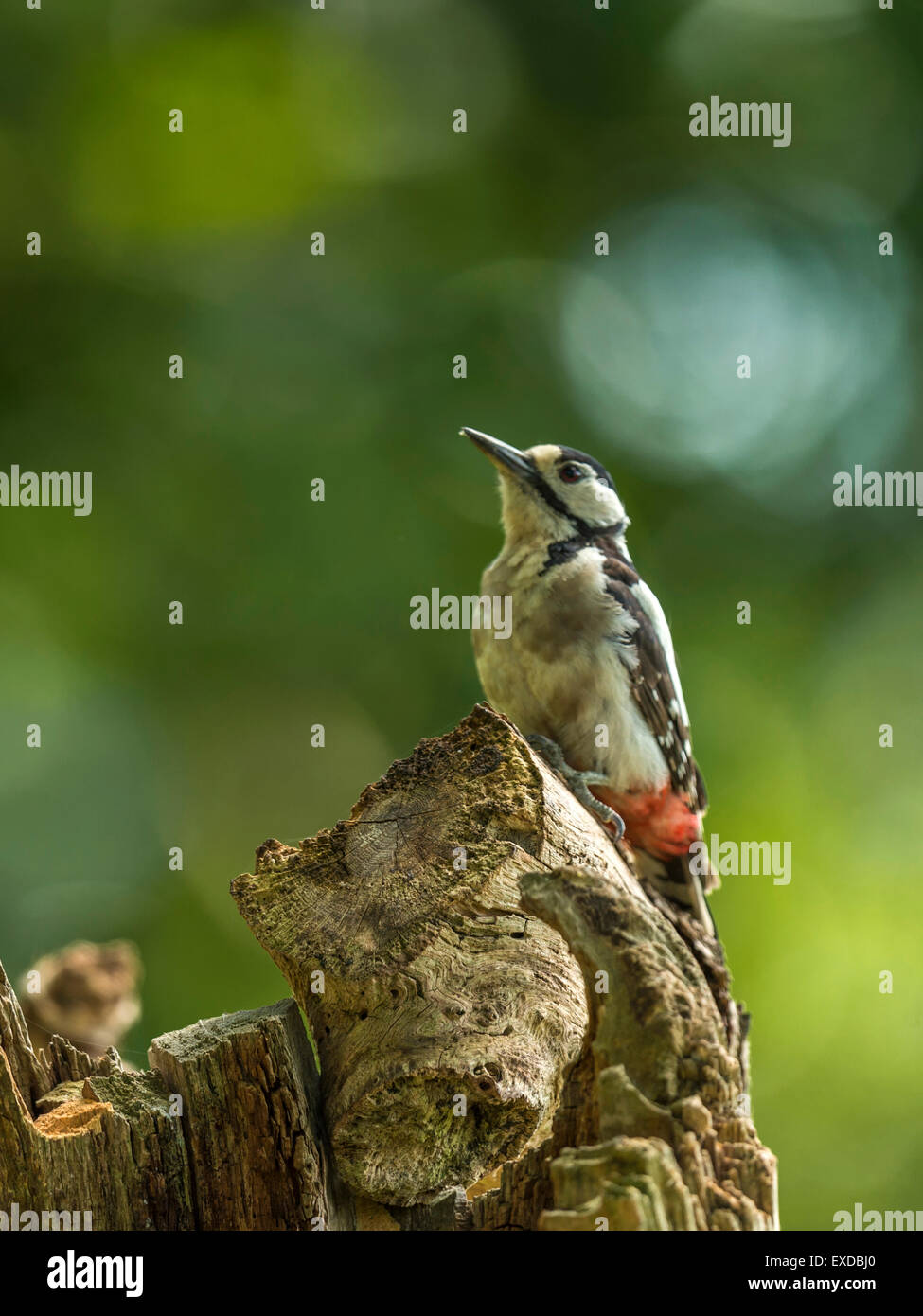 Einzigen weiblichen Buntspecht thront auf einer alten verfallenen hölzernen Baumstumpf, in frühen Abend Sonnenlicht getaucht. Stockfoto