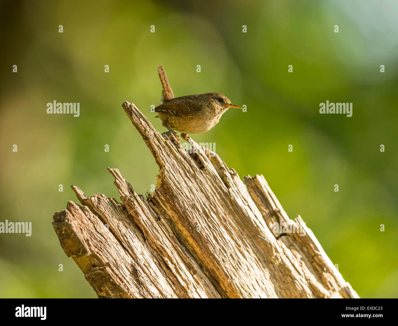 Britische Wren dargestellt posieren auf einer alten verfallenen hölzernen Baumstumpf, in frühen Abend Sonnenlicht getaucht. Stockfoto