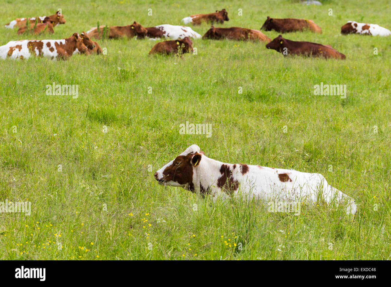 Verschiedene Farben auf einer grünen Wiese liegen mehrere Kühe Stockfoto