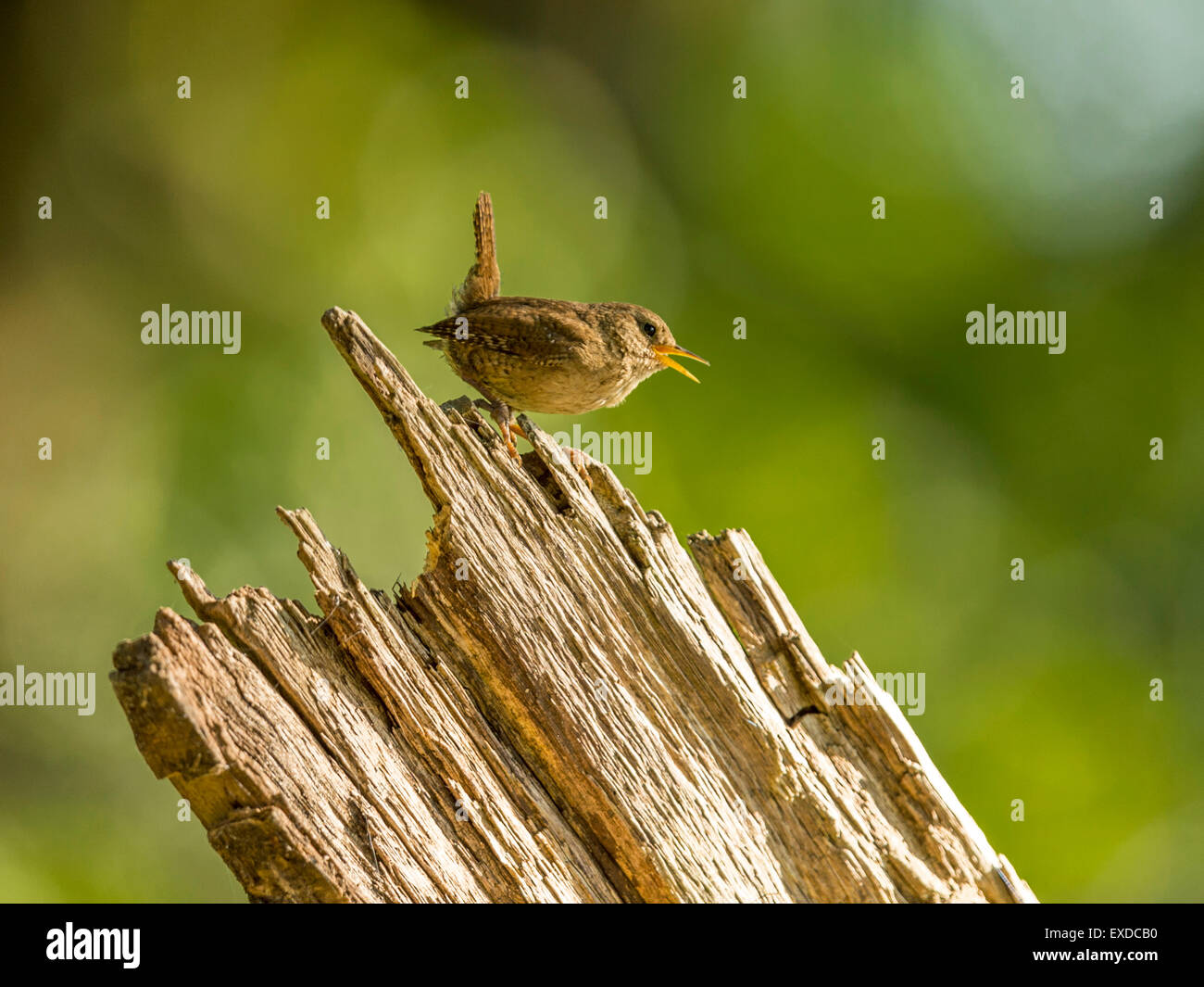 Britische Wren dargestellt singen auf einer alten verfallenen hölzernen Baumstumpf, in frühen Abend Sonnenlicht getaucht. Stockfoto