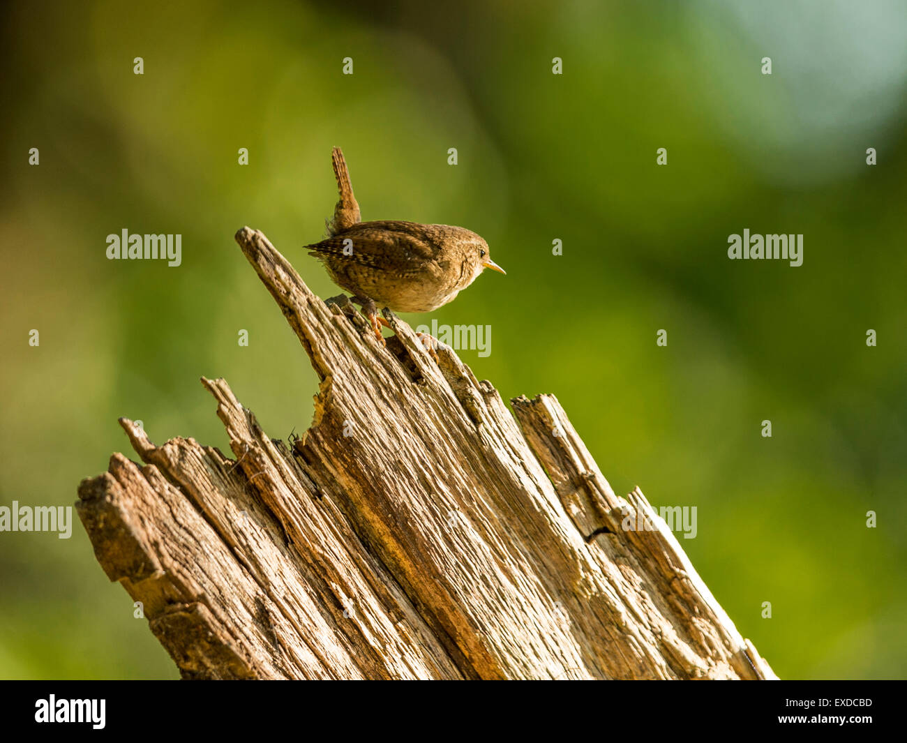 Britische Wren dargestellt posieren auf einer alten verfallenen hölzernen Baumstumpf, in frühen Abend Sonnenlicht getaucht. Stockfoto