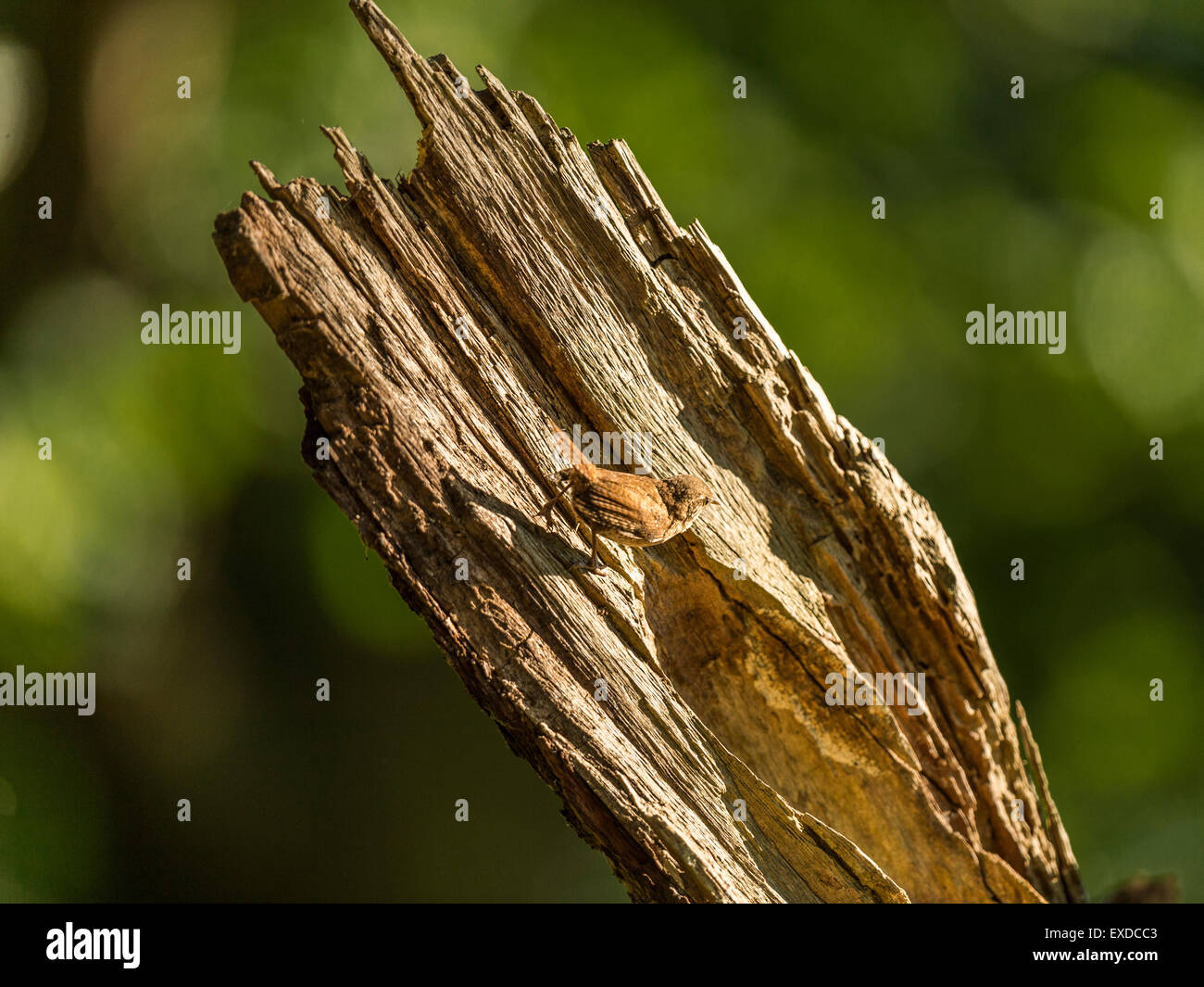 Britische Wren dargestellt posieren auf einer alten verfallenen hölzernen Baumstumpf, in frühen Abend Sonnenlicht getaucht. Stockfoto