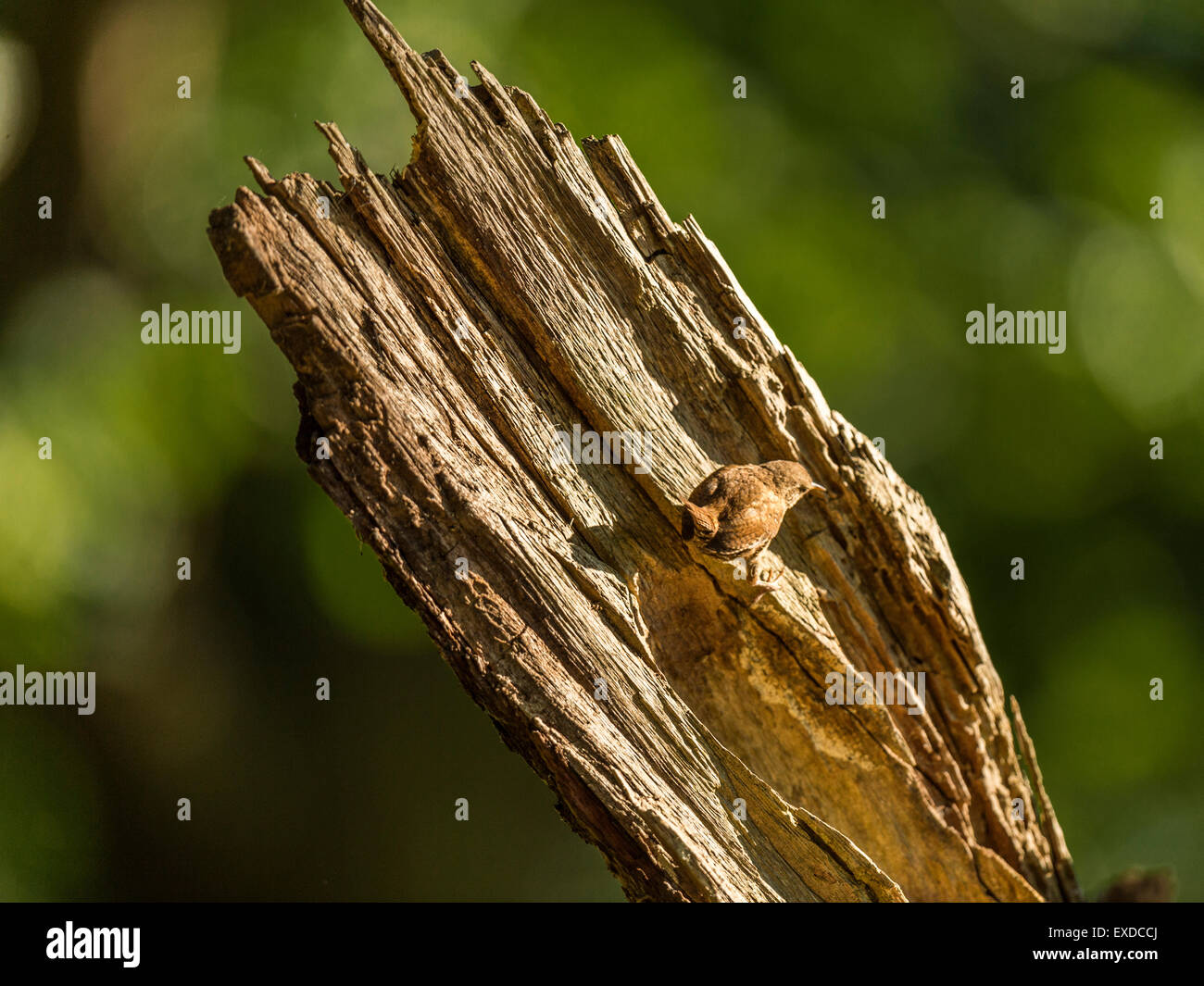 Britische Wren dargestellt posieren auf einer alten verfallenen hölzernen Baumstumpf, in frühen Abend Sonnenlicht getaucht. Stockfoto