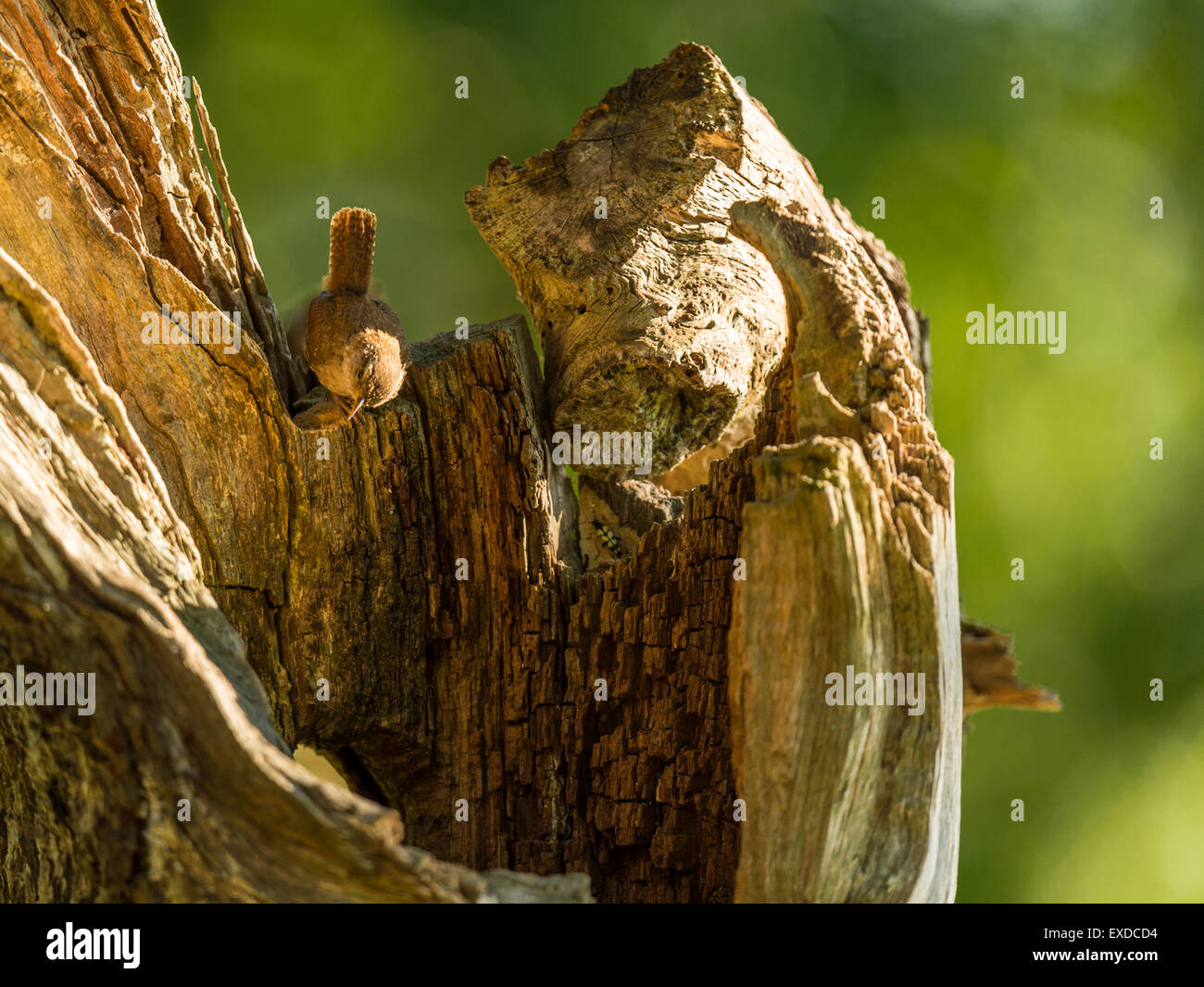 Britische Wren dargestellt posieren auf einer alten verfallenen hölzernen Baumstumpf, in frühen Abend Sonnenlicht getaucht. Stockfoto