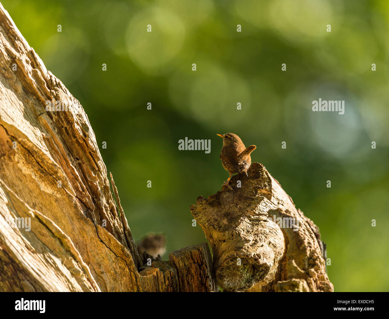 Britische Wren dargestellt posieren auf einer alten verfallenen hölzernen Baumstumpf, in frühen Abend Sonnenlicht getaucht. Stockfoto