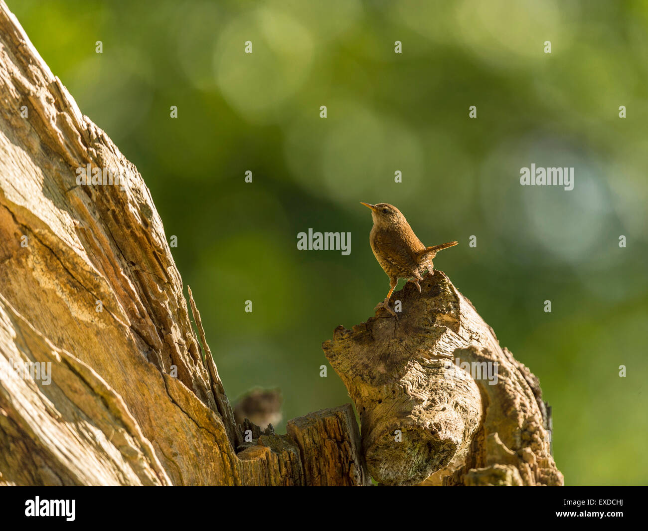 Britische Wren dargestellt posieren auf einer alten verfallenen hölzernen Baumstumpf, in frühen Abend Sonnenlicht getaucht. Stockfoto