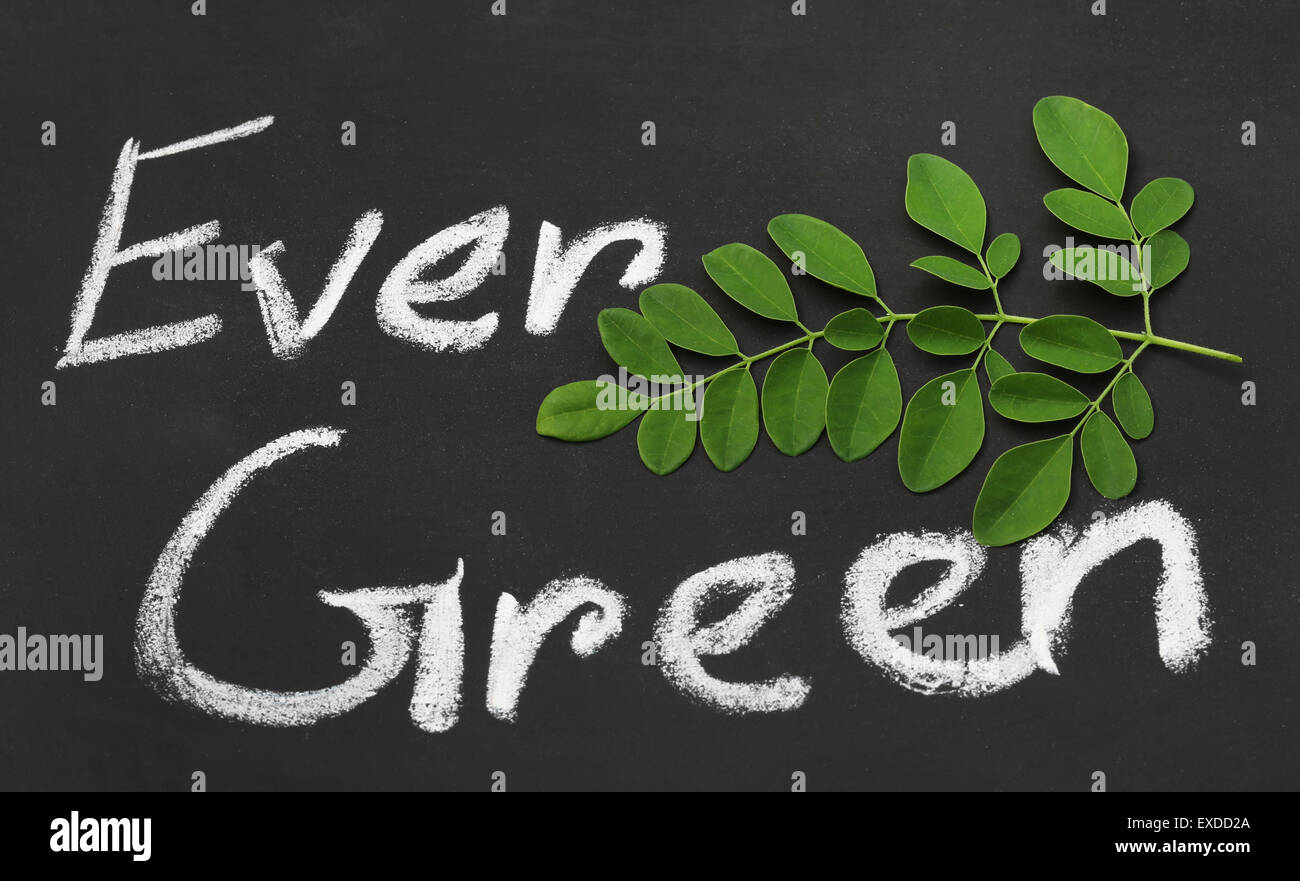 Moringa Blätter auf eine schwarze Schieferoberfläche Ever Green geschrieben Stockfoto