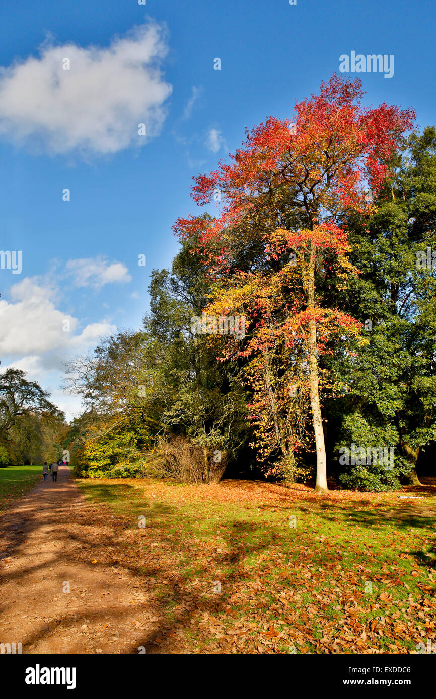 Westonbirt Arboretum Herbst Gloucestershire; UK Stockfoto