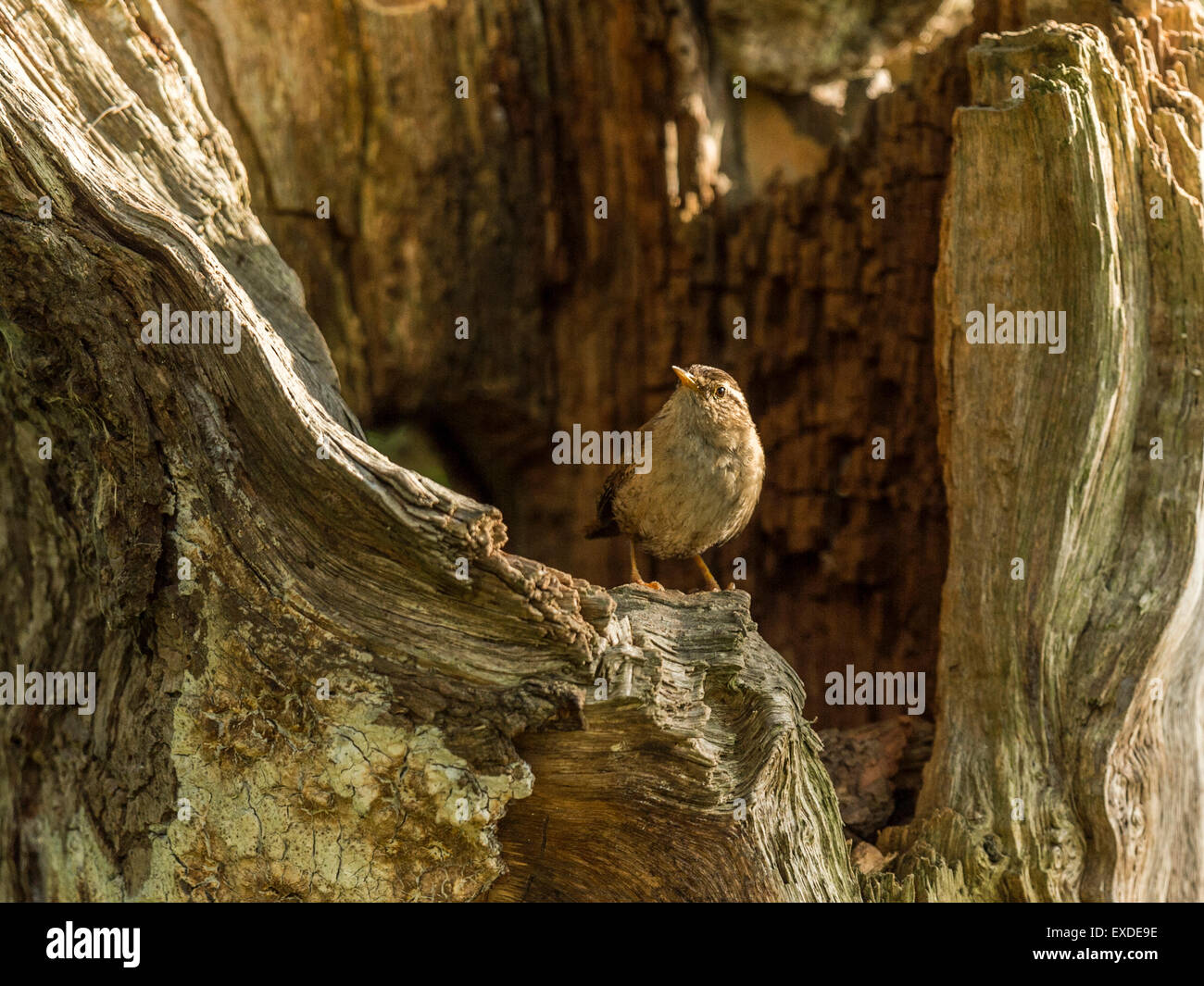 Britische Wren dargestellt posieren auf einer alten verfallenen hölzernen Baumstumpf, in frühen Abend Sonnenlicht getaucht. Stockfoto