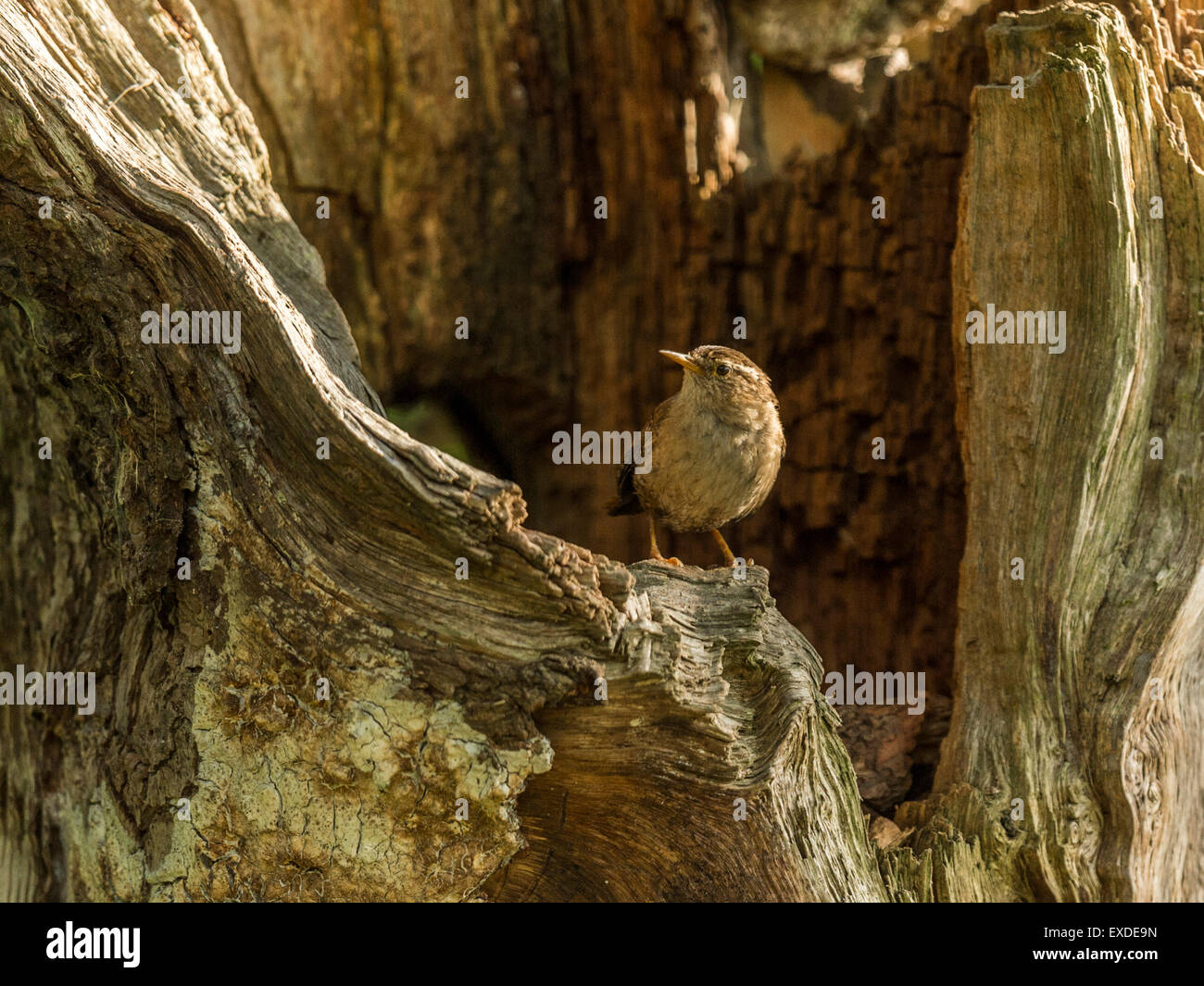 Britische Wren dargestellt posieren auf einer alten verfallenen hölzernen Baumstumpf, in frühen Abend Sonnenlicht getaucht Stockfoto