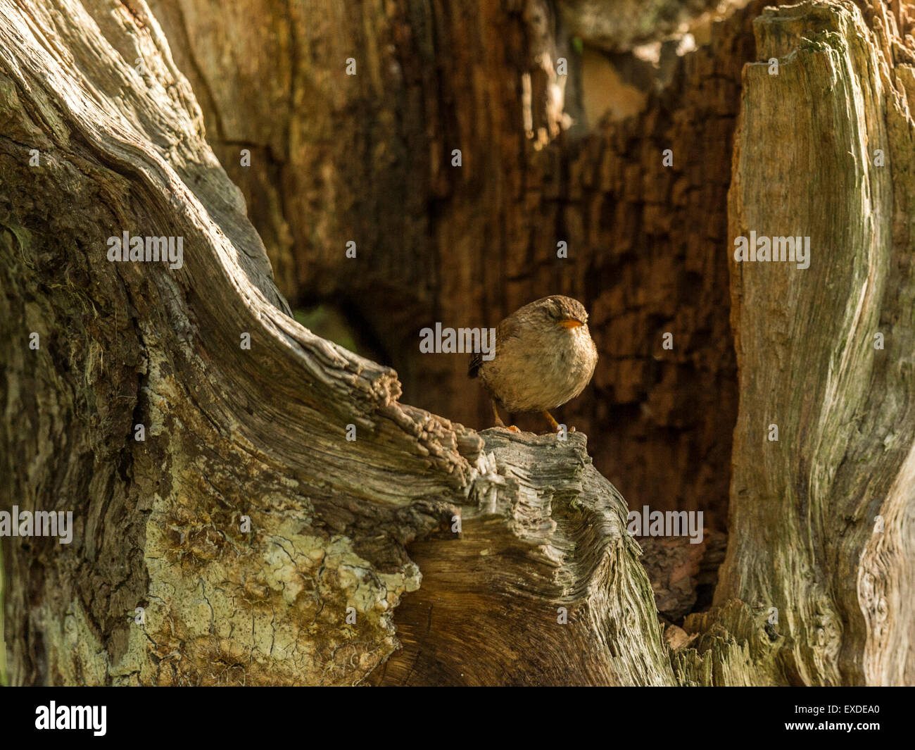 Britische Wren dargestellt posieren auf einer alten verfallenen hölzernen Baumstumpf, in frühen Abend Sonnenlicht getaucht Stockfoto