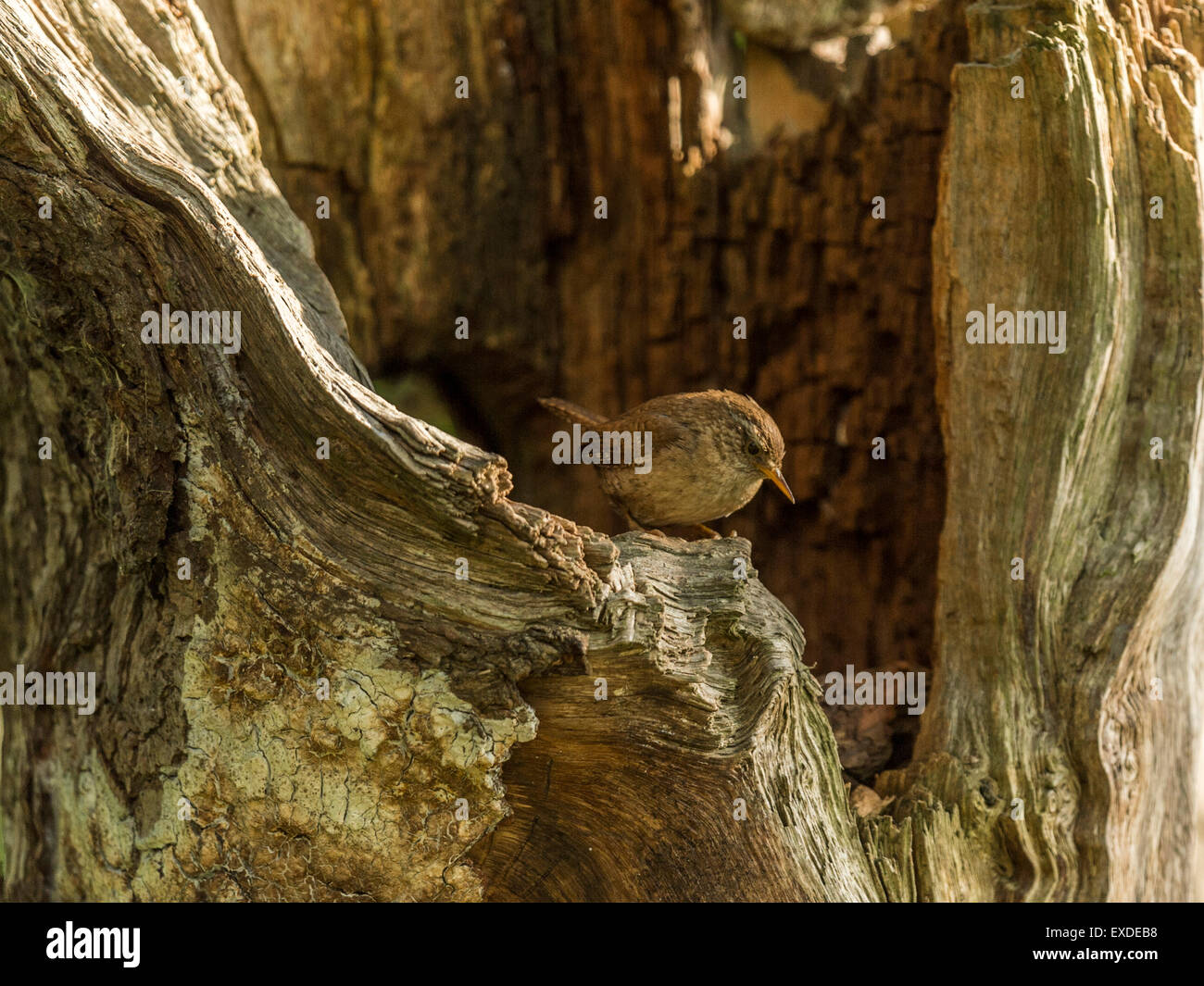 Britische Wren dargestellt posieren auf einer alten verfallenen hölzernen Baumstumpf, in frühen Abend Sonnenlicht getaucht. Stockfoto