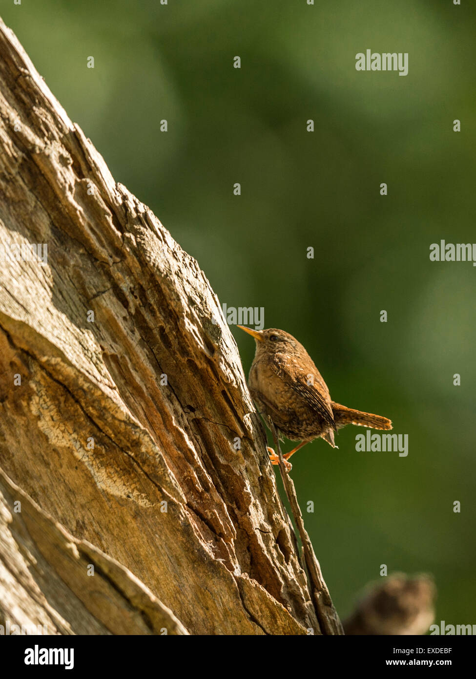 Britische Wren dargestellt posieren auf einer alten verfallenen hölzernen Baumstumpf, in frühen Abend Sonnenlicht getaucht Stockfoto