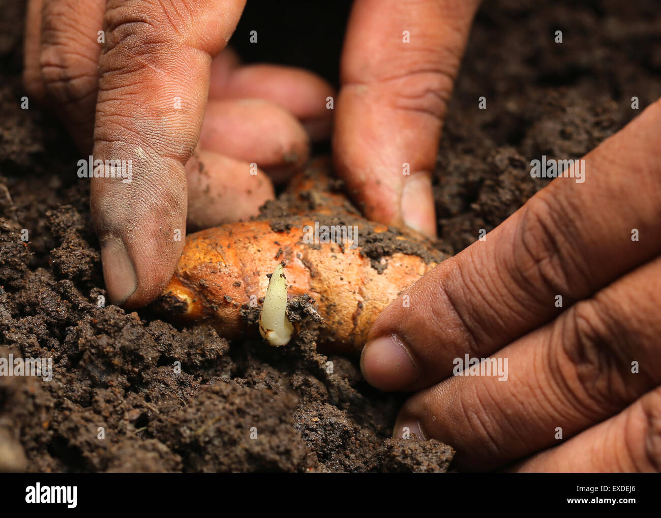 Kurkuma in fruchtbaren Boden zu Pflanzen Stockfoto