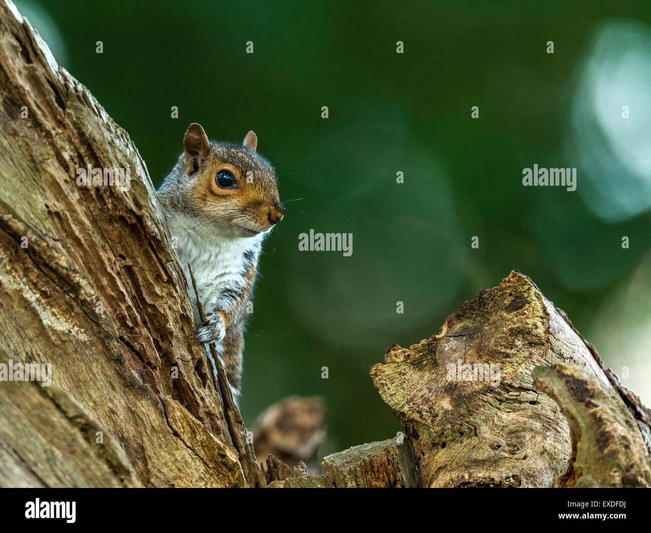 Einzelne graue Eichhörnchen (Sciurus Carolinensis) Nahrungssuche in natürlichen Wäldern ländlicher Umgebung. "Peering hinter einem Baumstumpf" Stockfoto