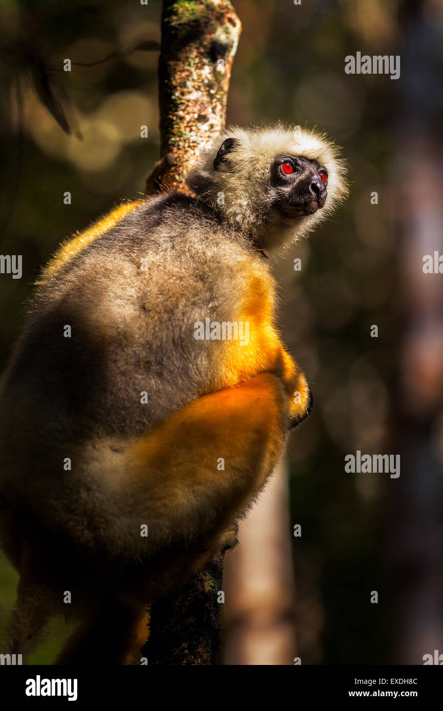 Matrizengeformte Sifaka in Andasibe-Mantadia Nationalpark, Madagaskar. Stockfoto