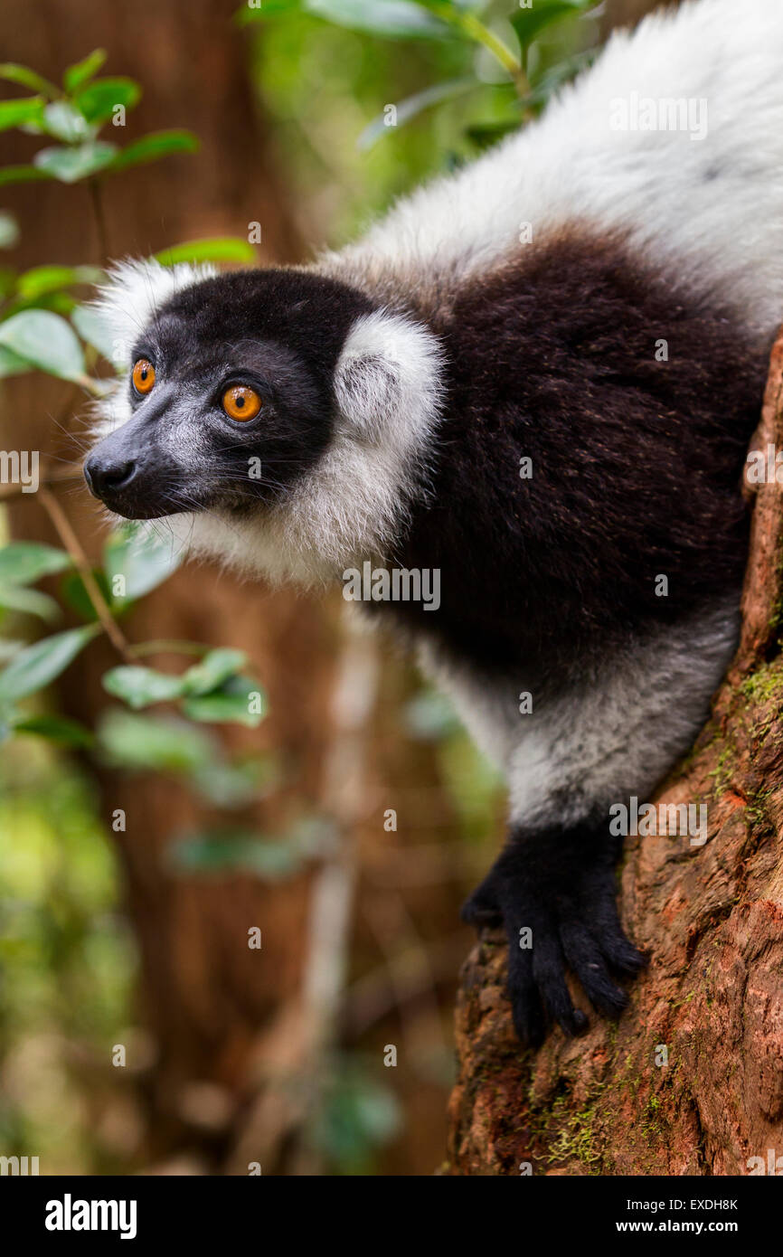 Ein Porträt von einem schwarzen und weißen Ruffed Lemur, Vakona Forest Reserve, Madagaskar. Stockfoto