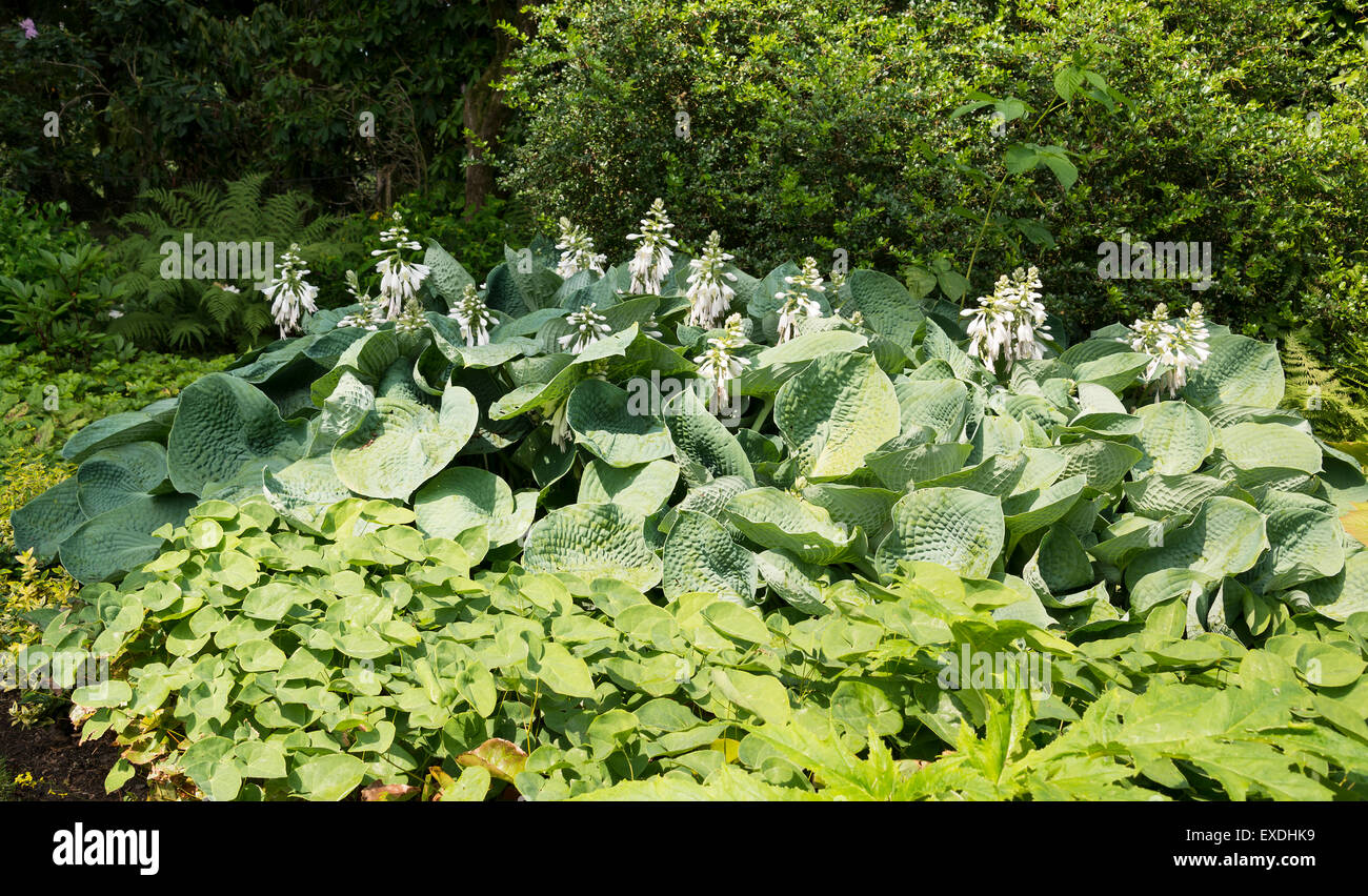 große Gruppe von Hosta Pflanzen mit weißen Blüten im Garten Stockfoto