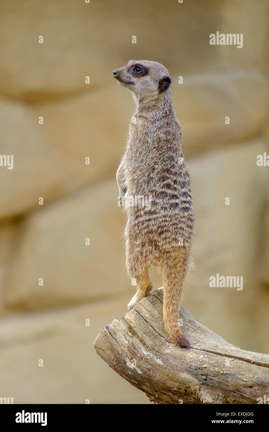 Zieselmaus Senkrecht stehend -Fotos und -Bildmaterial in hoher Auflösung – Alamy