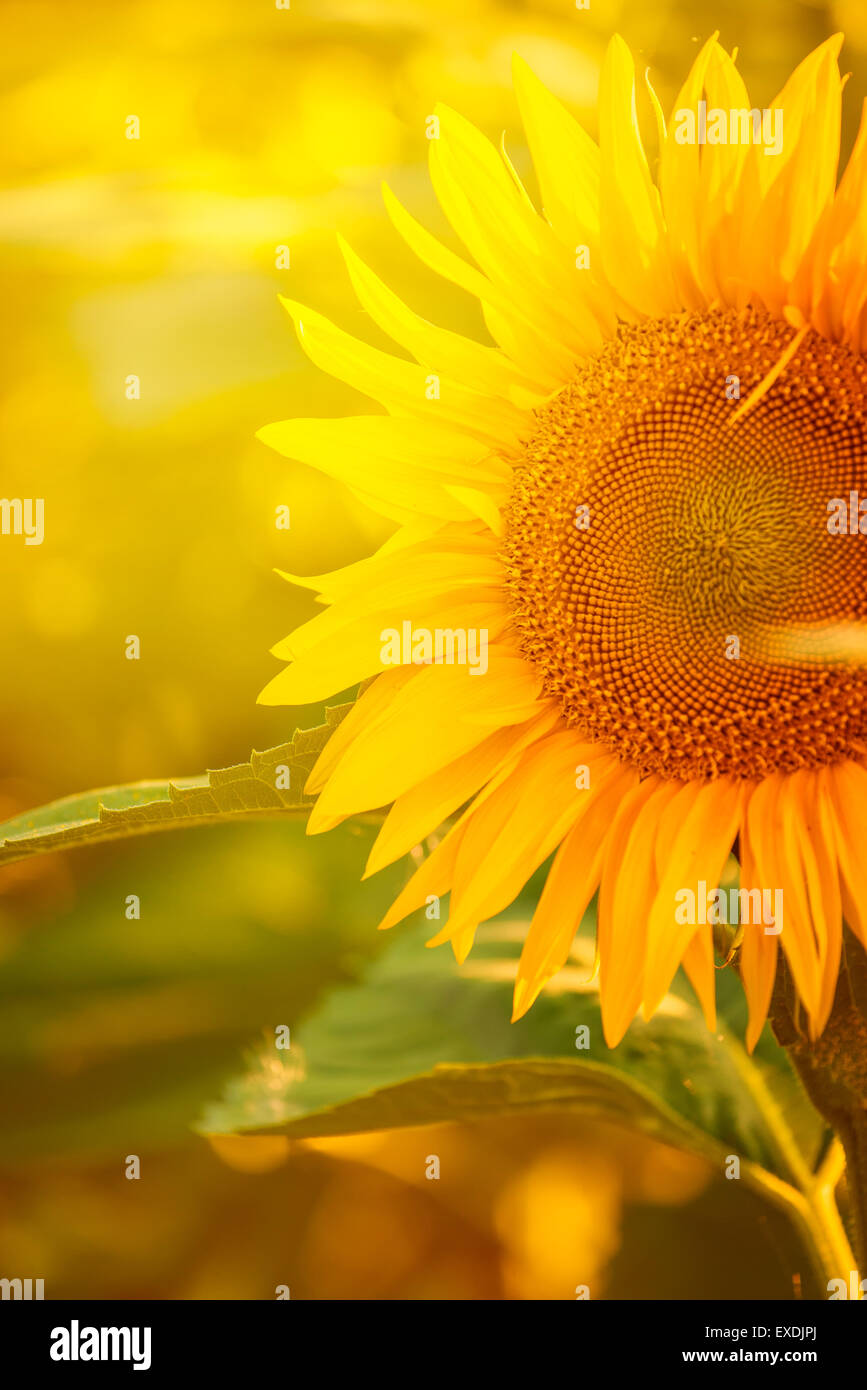 Schöne Sonnenblumen Blüte im Feld mit warmen Sommer Sonnenschein, selektiven Fokus Stockfoto