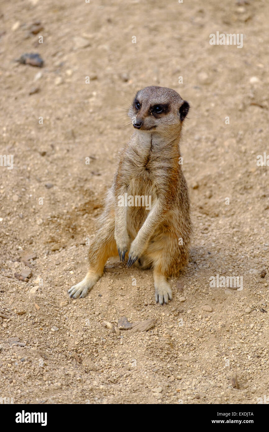 Erdmännchen aufrecht sitzend Stockfoto