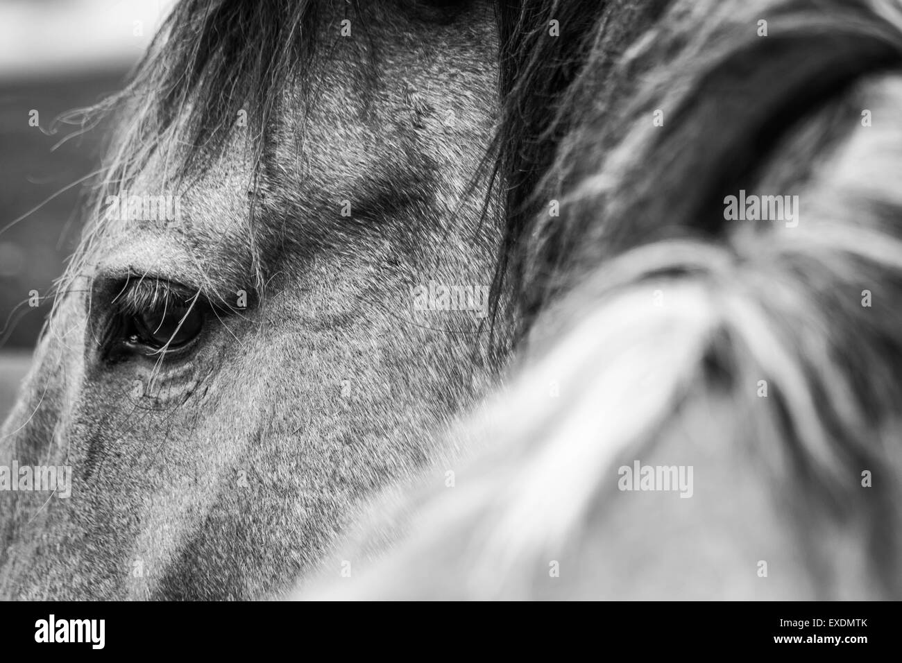 Rodeo-Pferd, Augusta, Montana. Stockfoto