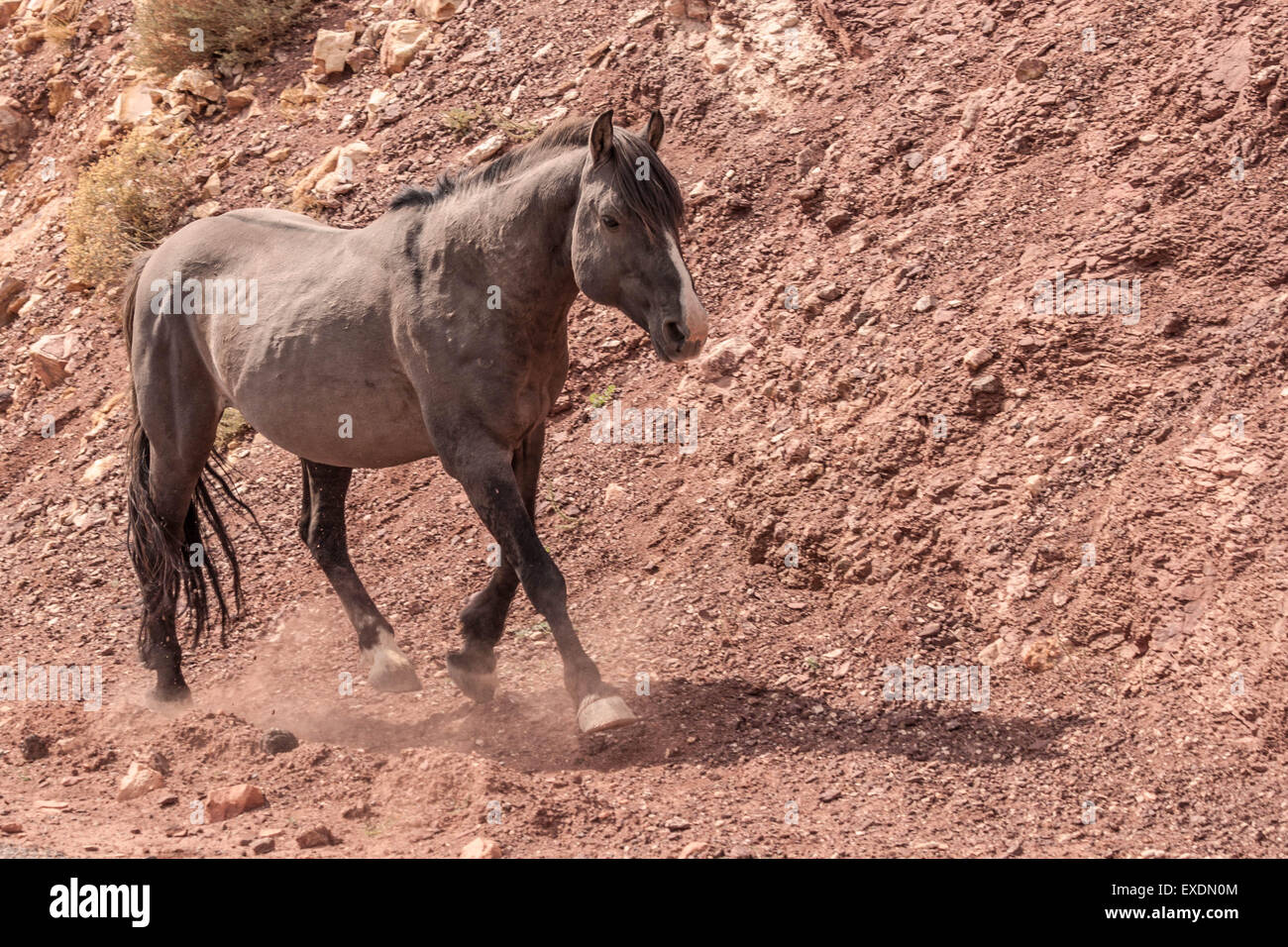 Wildpferd, Wildpferd Bergkette Pryor Montana/Wyoming, USA. Stockfoto