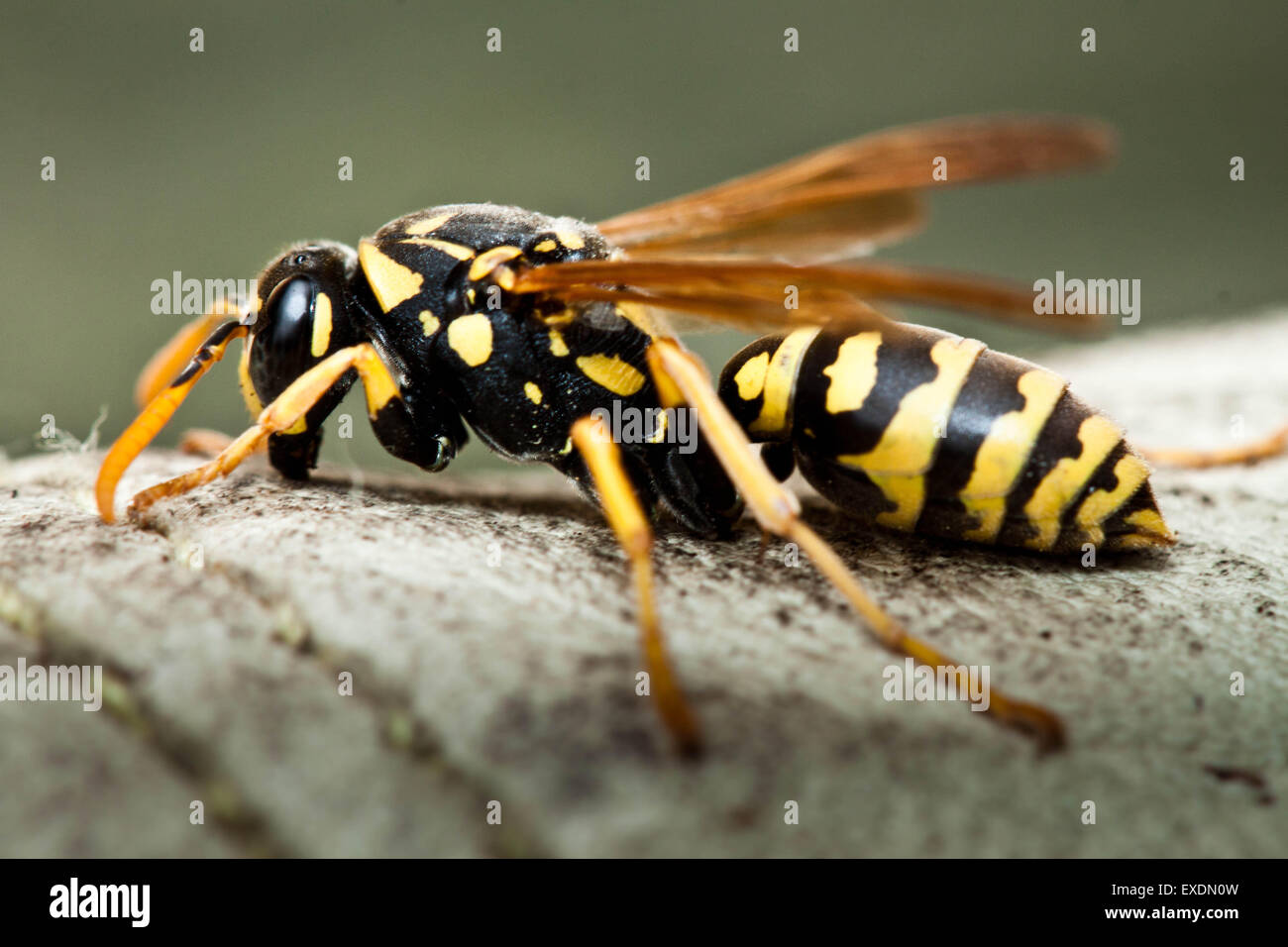 European Paper Wasp (Polistes Dominula), Westerville, Ohio. Stockfoto